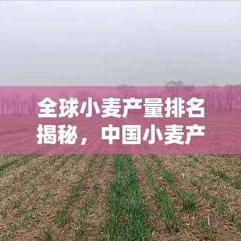全球小麥產(chǎn)量排名揭秘，中國小麥產(chǎn)業(yè)的顯赫地位