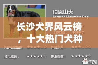 長沙犬界風云榜，十大熱門犬種盤點！