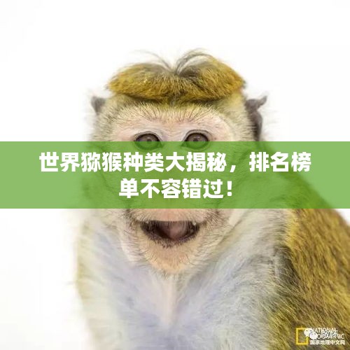 世界獼猴種類大揭秘，排名榜單不容錯過！