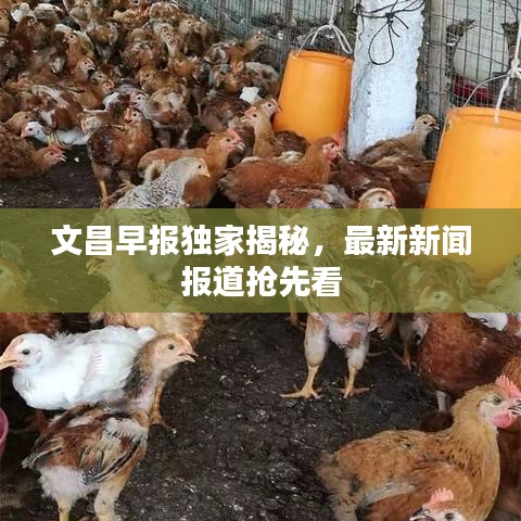 文昌早報獨家揭秘，最新新聞報道搶先看