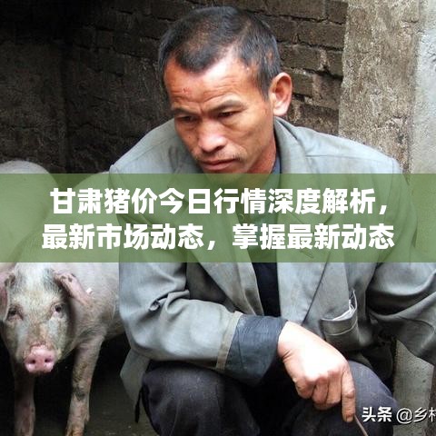 甘肅豬價今日行情深度解析，最新市場動態(tài)，掌握最新動態(tài)趨勢