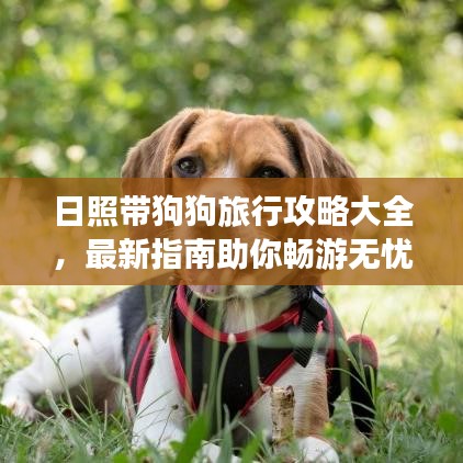 日照帶狗狗旅行攻略大全，最新指南助你暢游無憂！