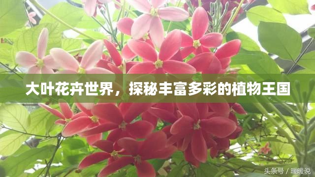 大葉花卉世界，探秘豐富多彩的植物王國(guó)