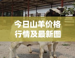 今日山羊價格行情及最新圖片欣賞