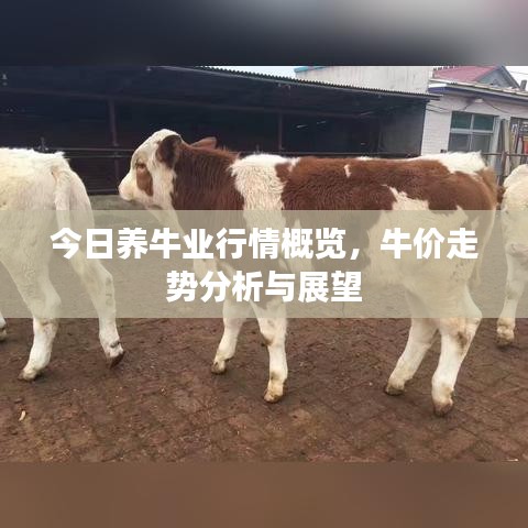 今日養(yǎng)牛業(yè)行情概覽，牛價(jià)走勢(shì)分析與展望
