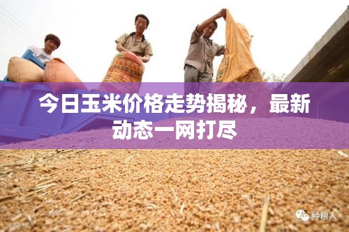 今日玉米價格走勢揭秘，最新動態(tài)一網(wǎng)打盡