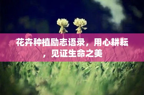 花卉種植勵志語錄，用心耕耘，見證生命之美