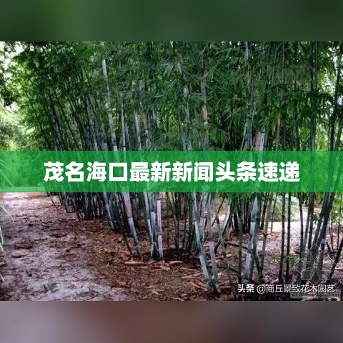 茂名海口最新新聞頭條速遞