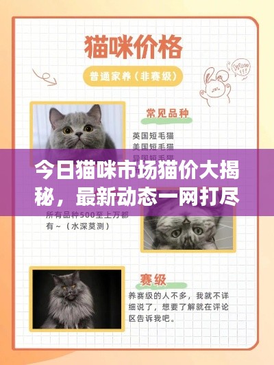 今日貓咪市場貓價大揭秘，最新動態(tài)一網(wǎng)打盡！