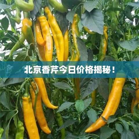 北京香芹今日價(jià)格揭秘！