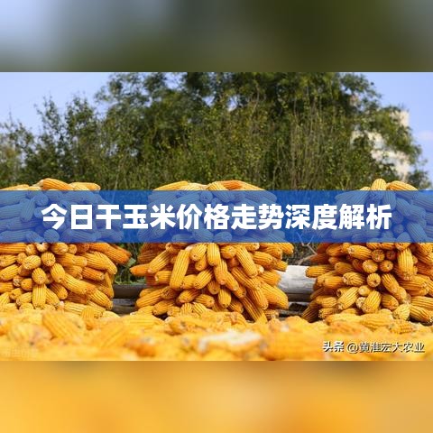 今日干玉米價格走勢深度解析