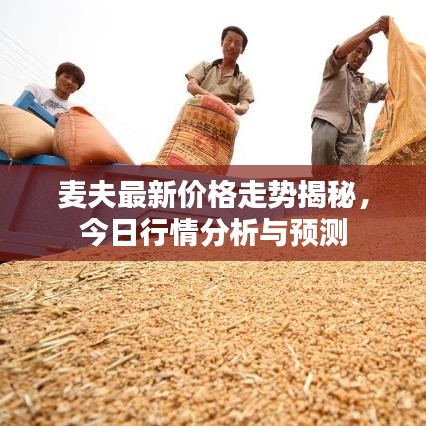 麥夫最新價(jià)格走勢揭秘，今日行情分析與預(yù)測