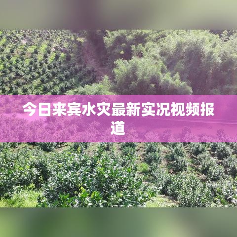 今日來(lái)賓水災(zāi)最新實(shí)況視頻報(bào)道