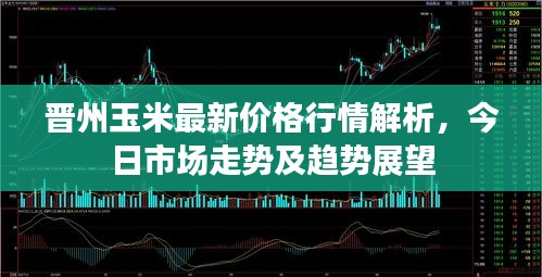 晉州玉米最新價(jià)格行情解析，今日市場走勢及趨勢展望