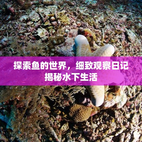 探索魚的世界，細(xì)致觀察日記揭秘水下生活