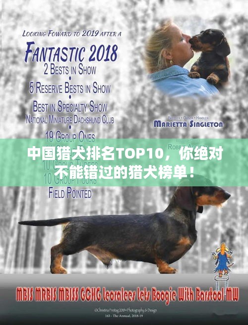 中國獵犬排名TOP10，你絕對(duì)不能錯(cuò)過的獵犬榜單！