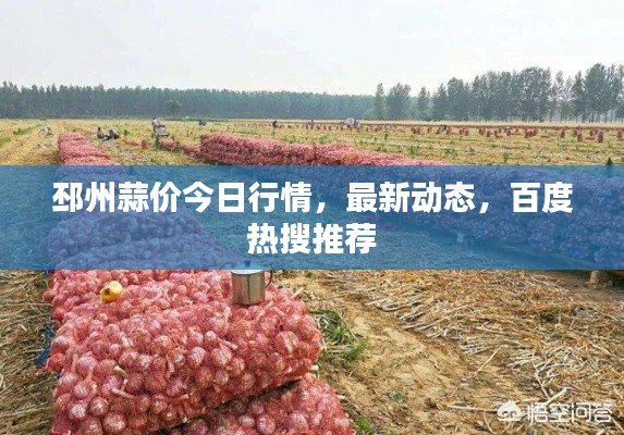 邳州蒜價(jià)今日行情，最新動(dòng)態(tài)，百度熱搜推薦