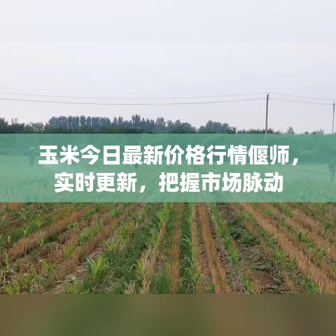 玉米今日最新價格行情偃師，實時更新，把握市場脈動